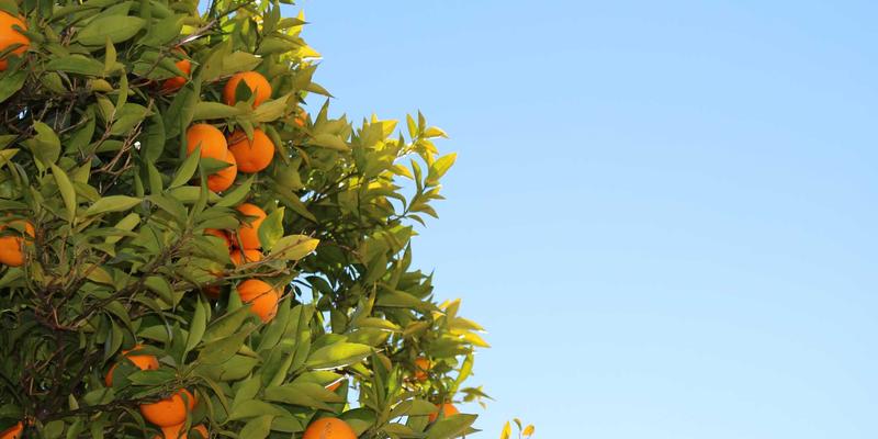 赞兹拉57：一场紫色治愈之旅，唤醒身心的色彩秘境