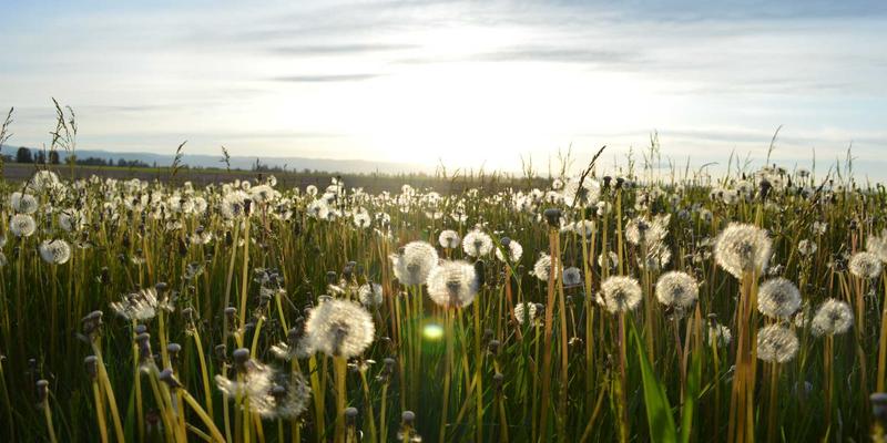 赞兹拉沙漠边缘生态农场：一场紫色主题的治愈旅行